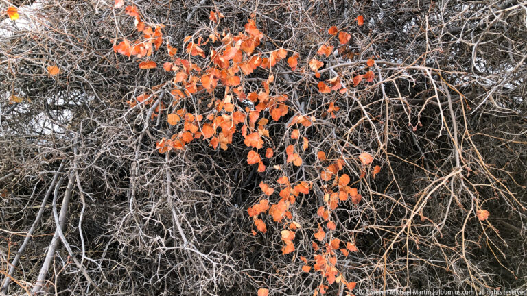 Orange leaves cling to a dense network of bare branches in a close view.