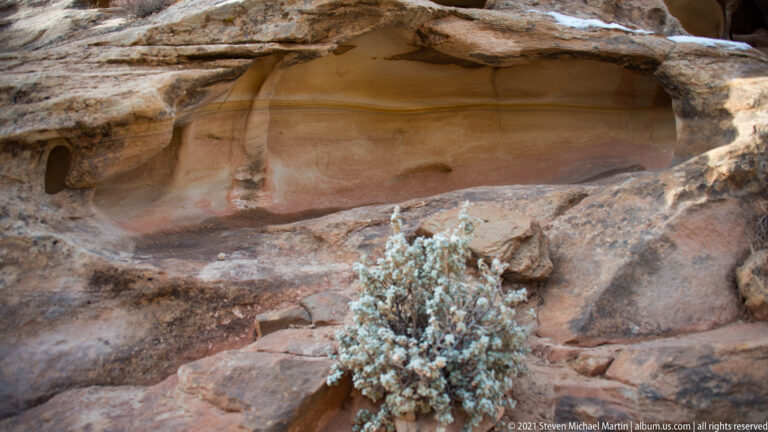 A gray-green shrub grows from a crack between layered sandstone ledges beneath an overhang.