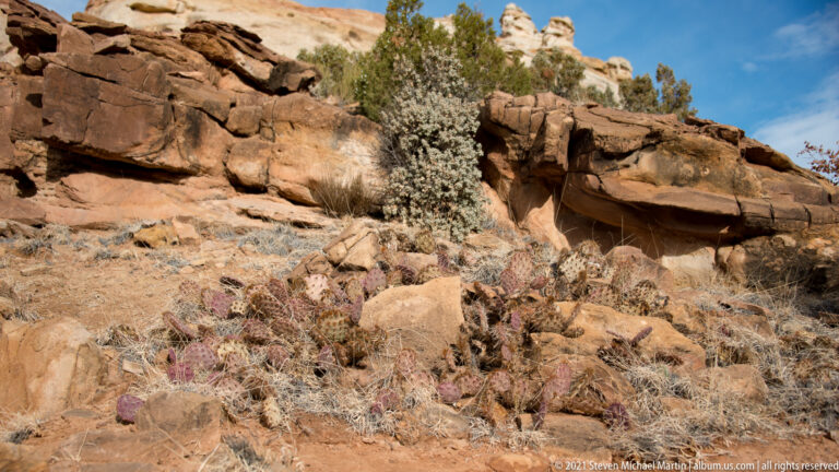 Prickly pear pads grow among stones beneath a sandstone ledge, with shrubs behind them.