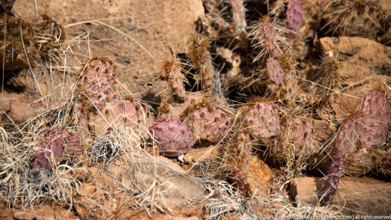 Purple prickly pear pads covered in spines grow among dry grasses and stones.