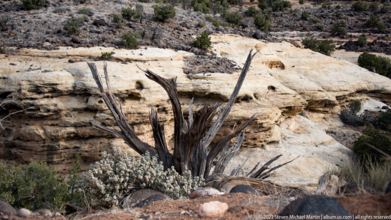 A bare weathered tree stands among pale sandstone slabs, stones, and low desert shrubs.