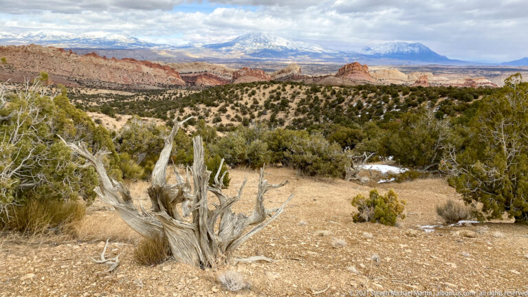 A bleached twisted juniper stands against a shrub-covered plateau and distant snowy mountains.