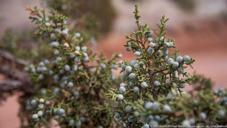 Close-up of green juniper foliage and round blue-gray berries against a softly blurred reddish background.