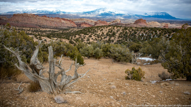 A weathered bare tree stands among juniper above a broad valley and distant ridges.