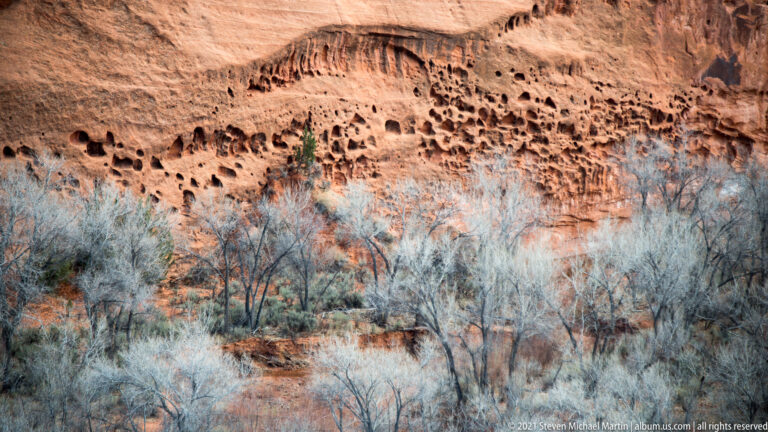 Rounded cavities and dark streaks mark a red sandstone wall above leafless shrubs.