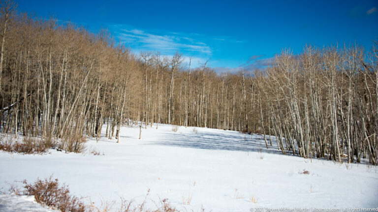 Pale leafless trees line a snowy clearing, with brown grasses and shrubs in the foreground beneath blue sky.