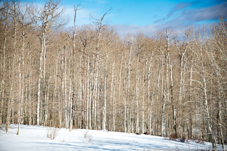 A smooth snowfield fills the foreground below a dense stand of pale, leafless trees.