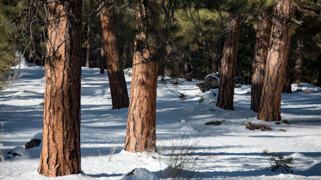 Reddish pine trunks stand in deep snow beneath evergreen branches, casting long shadows across the forest floor.