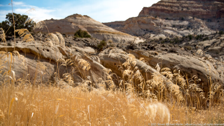 Golden grasses and shrubs grow among pale sandstone ledges below layered canyon walls.