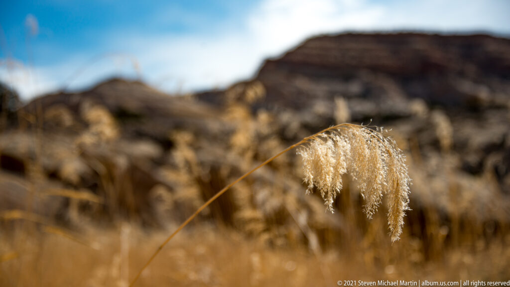 A pale feathery grass seed head hangs from an arching stem before blurred rocks and a distant cliff.