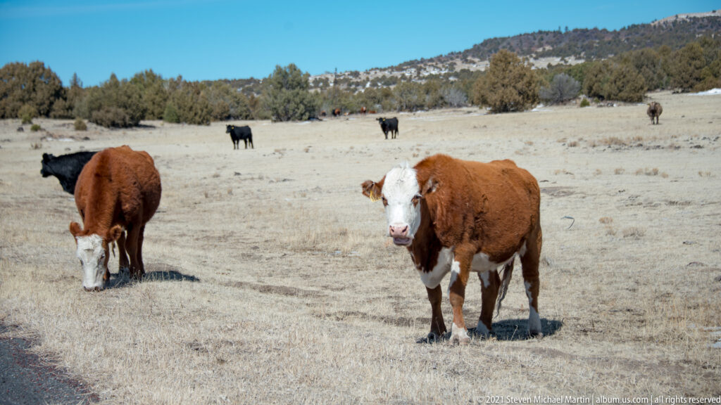 Two brown-and-white cattle stand in dry grassland, one grazing, with scattered cattle and a wooded slope behind them.