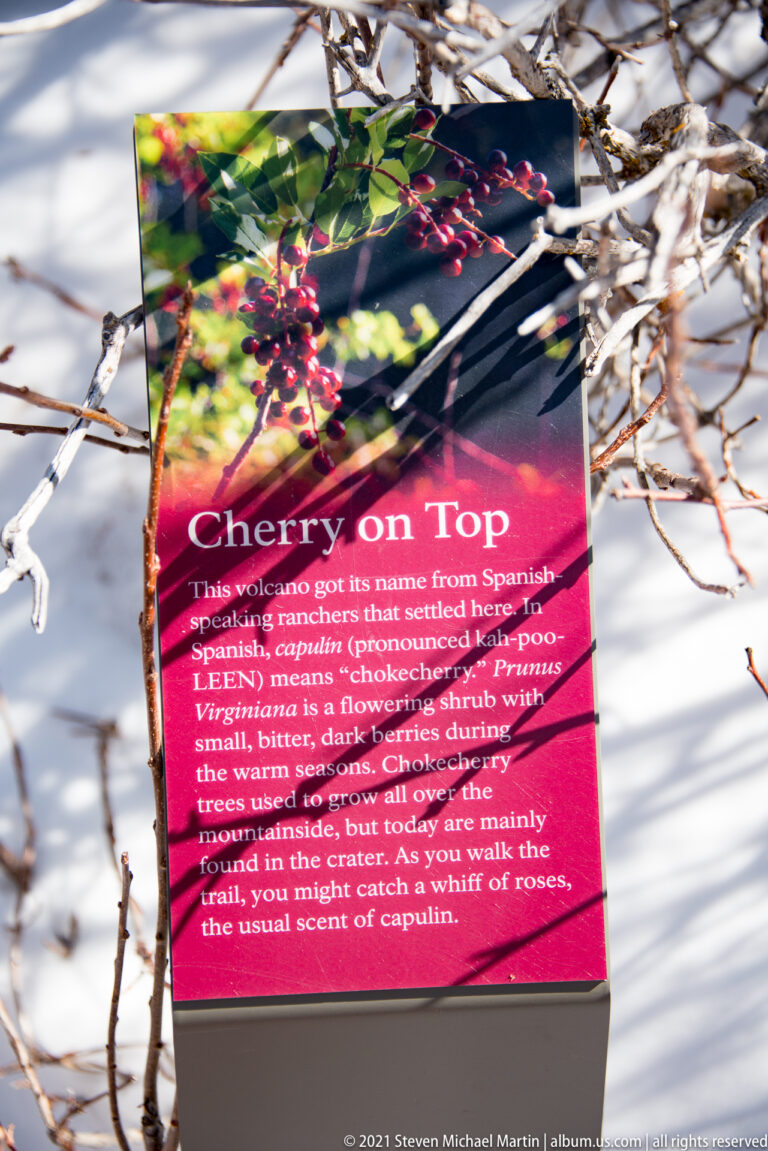 A magenta “Cherry on Top” interpretive sign about a shrub stands among bare branches above patches of snow.