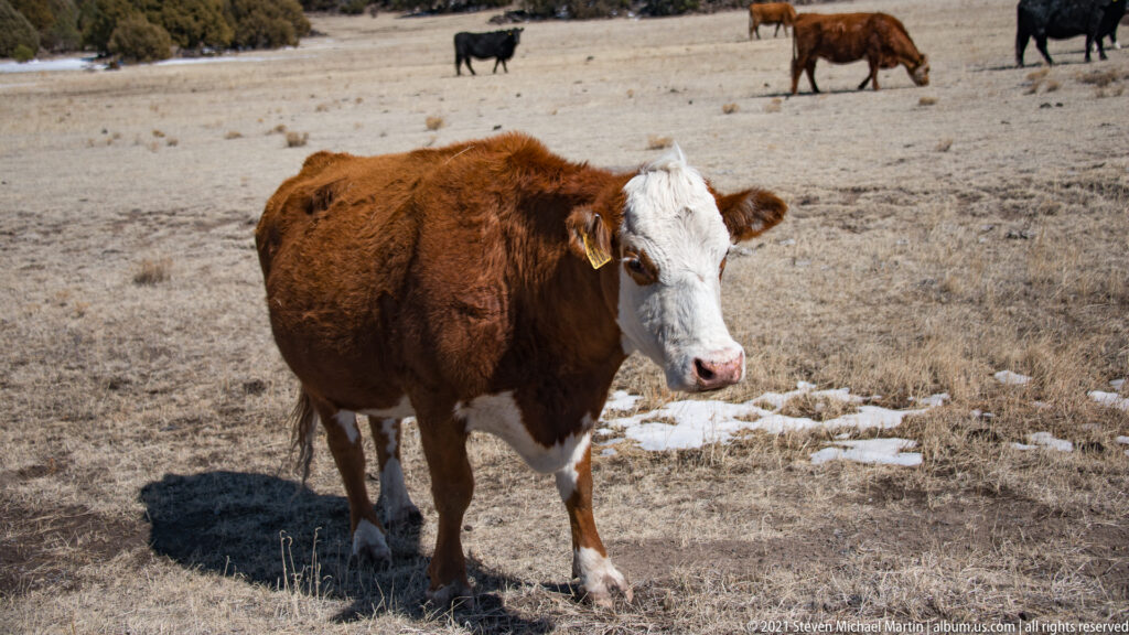 A brown cow with a white face stands in dry grass, with several cattle grazing in the distant pasture.