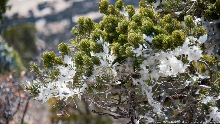 White snow clings to green evergreen needles in a close-up against a softly blurred woodland background.