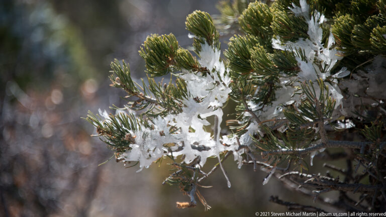 Snow-covered evergreen sprays fill the frame against a blurred, softly lit background.