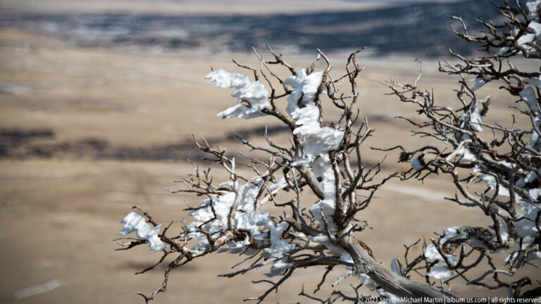 White ice coats the fine branches of a leafless shrub against a softly blurred tan plain.