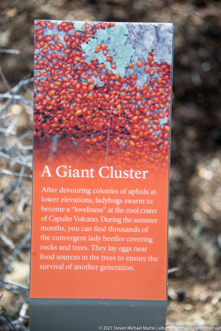 An orange “A Giant Cluster” sign describes lady beetles gathering on Capulin Volcano, with rocks blurred behind it.