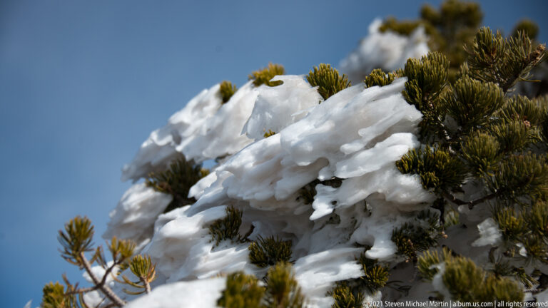 Ice coats clusters of evergreen needles against a blue sky, while nearby branches blur in the background.