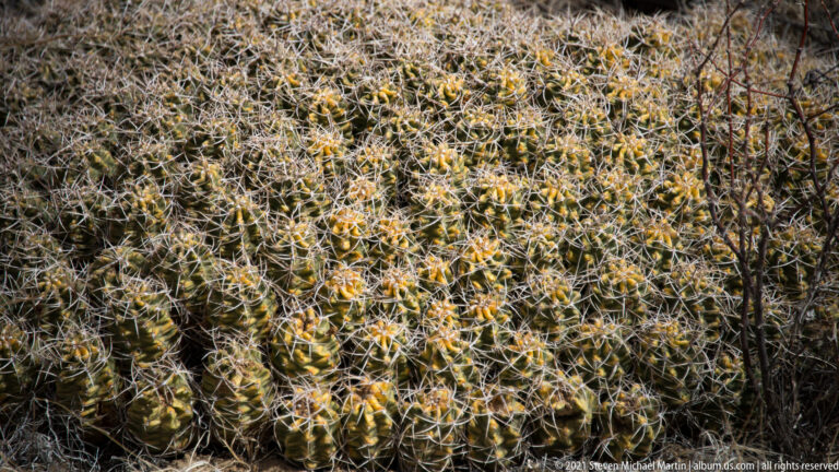 Many jointed green cactus stems with dense pale spines grow together among dry grasses.