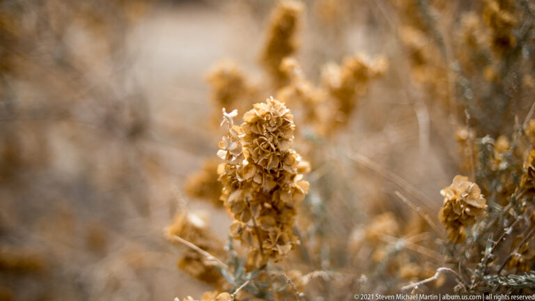 A dried plant stalk with clustered tan seed pods stands in sharp focus against blurred desert vegetation.