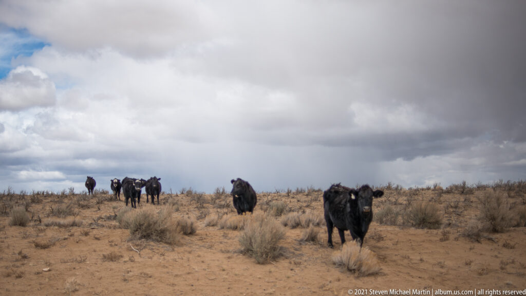 Black cattle stand among sparse shrubs on sandy ground beneath a cloudy sky.