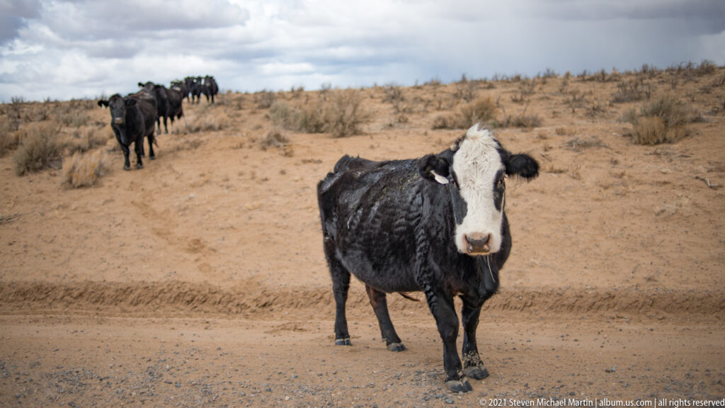 A black cow with a white face stands close on a sandy track, with other cattle behind.