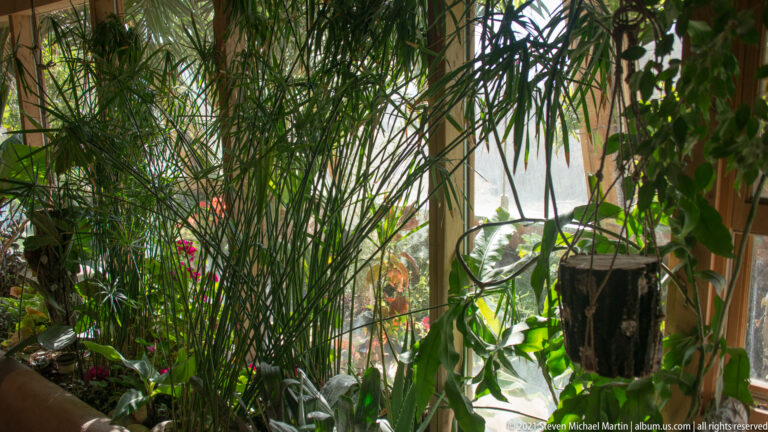 A narrow walkway passes through dense indoor plants and hanging baskets beside tall glazed walls.