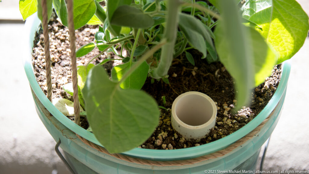 Green leaves grow in a planter around a short white pipe and a second vertical tube.