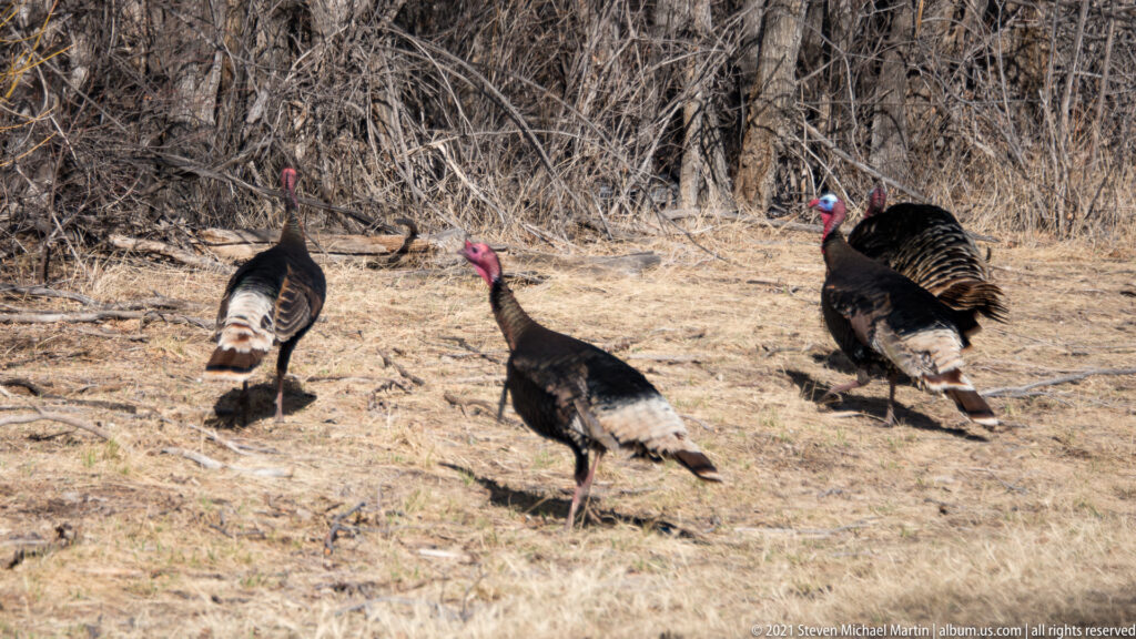 Three wild turkeys walk across dry grass in front of leafless woodland.