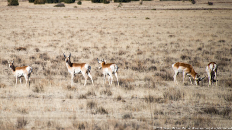 Several pronghorn stand and graze across a broad dry grassland in New Mexico.