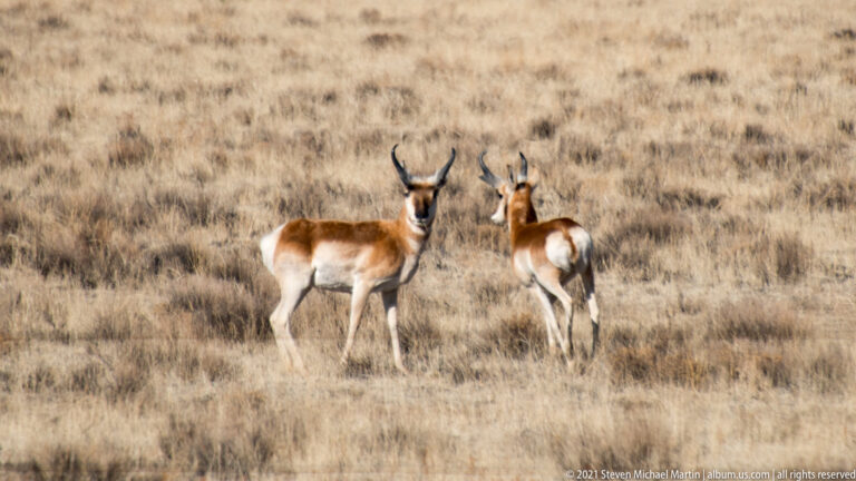 Two pronghorn with dark facial markings and forked horns stand in tall grass.