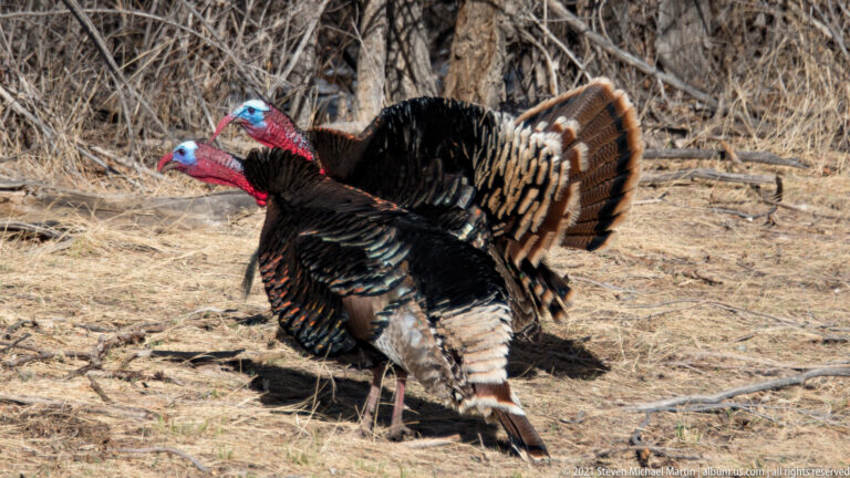 A male turkey fans its barred tail beside another bird among dry grasses and bare branches.