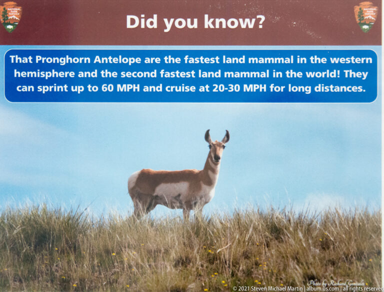 A pronghorn stands in tall prairie grass beneath a banner about its speed.