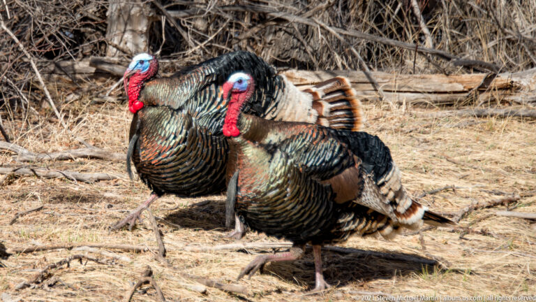 Two male turkeys with bright red and blue heads walk through dry grass.