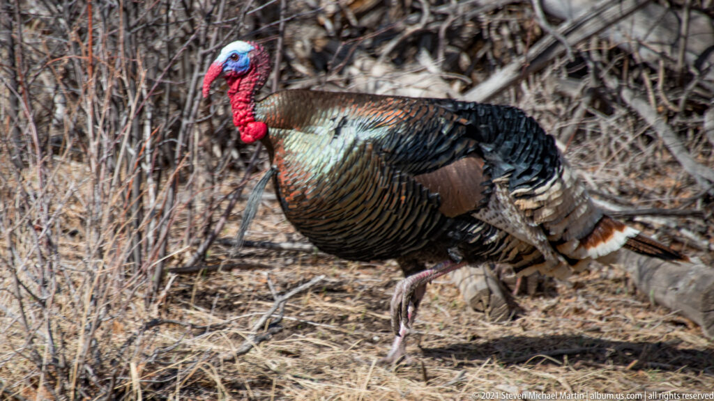 A male wild turkey walks through dry grass in front of leafless shrubs.