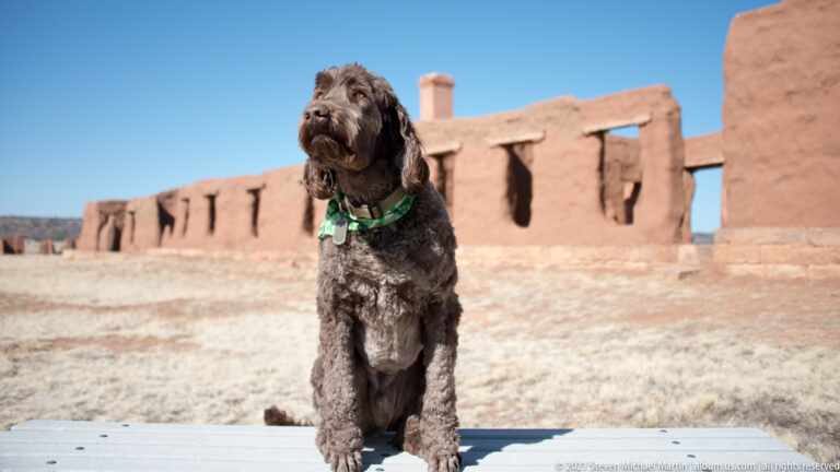 Curly brown dog wearing a green harness sits on a metal platform in front of adobe ruins.