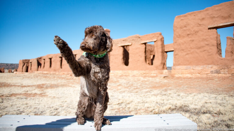 Curly brown dog in a green harness stands with one paw raised on a platform before adobe ruins.