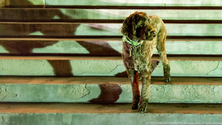 Shaggy brown dog stands on broad stone steps, casting a shadow across the risers.