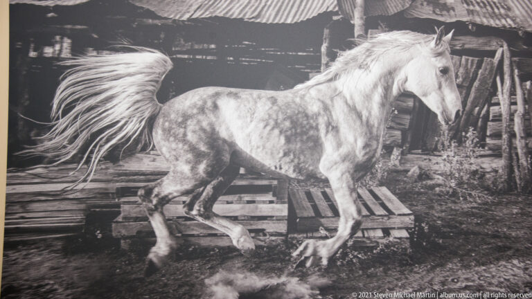 A light horse strides past rough wooden rails and a timber structure in a black-and-white image.
