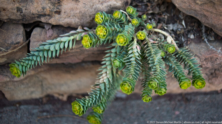 A branching blue-green succulent with yellow-green buds trails over a rough stone ledge.