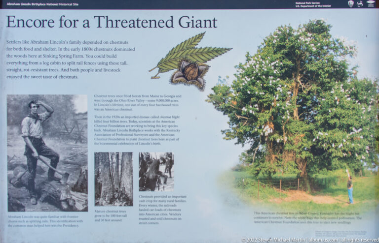 A panel titled “A Threatened Giant” displays chestnut leaves, archival photographs, text, and a tree.