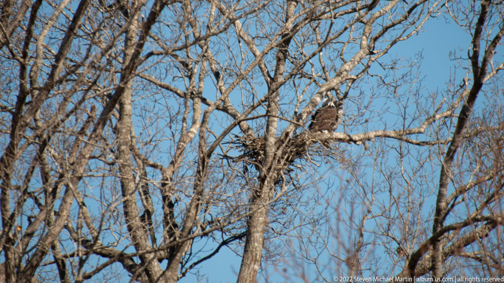 A dark raptor-like bird perches on a bare branch against a blue sky.