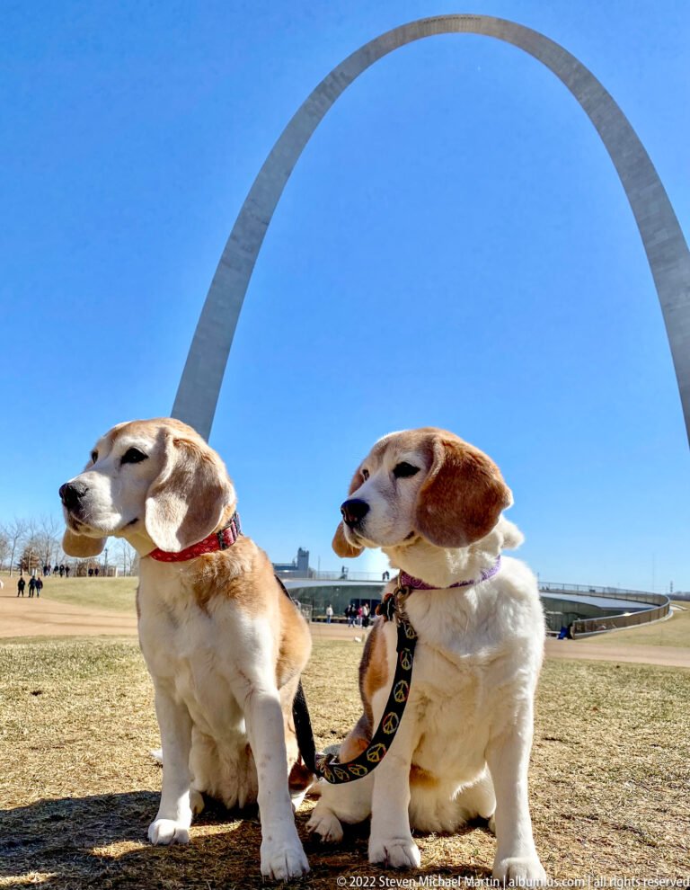 Two leashed dogs sit on brown grass with the Gateway Arch rising behind them.