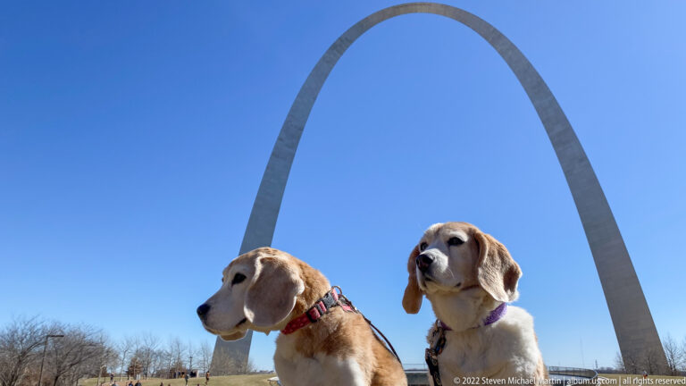 Two dogs stand close to the camera beneath the Gateway Arch and a clear blue sky.