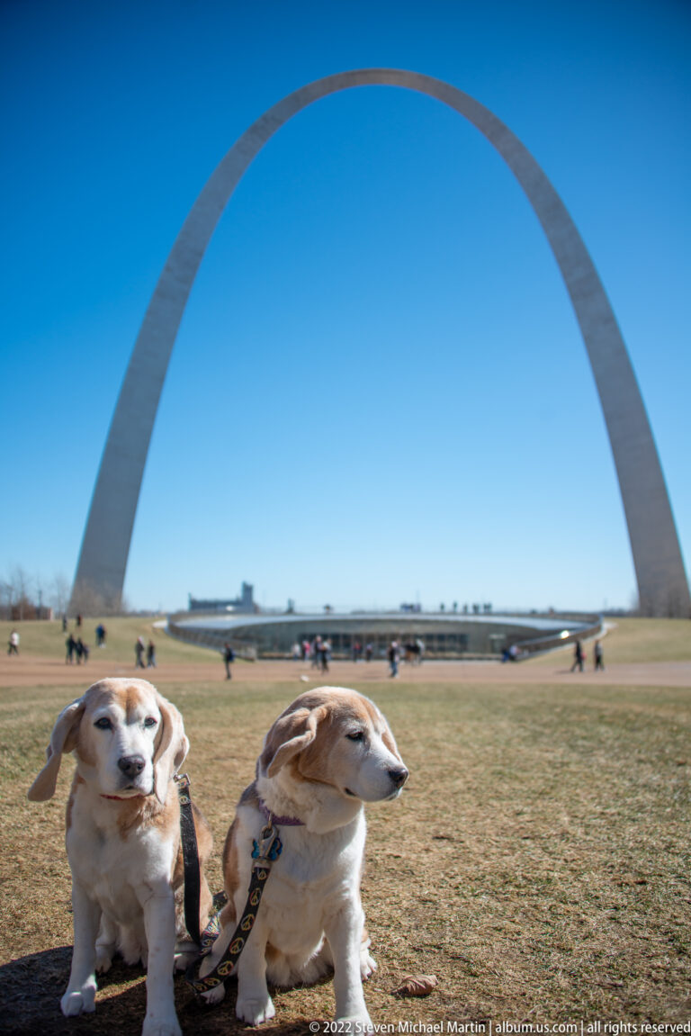 Two leashed dogs sit on a winter lawn with the Gateway Arch spanning the background and visitors near the reflecting pool.