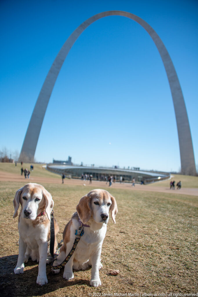 Two leashed dogs sit apart on the lawn beneath the Gateway Arch, with small visitor groups in the distance.
