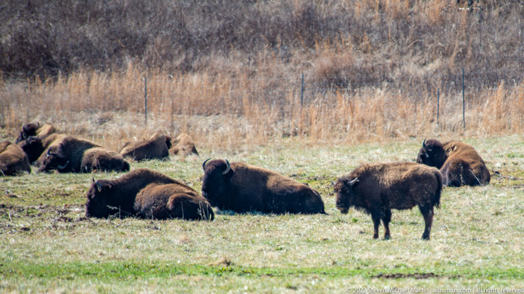 Several bison rest on grass while one stands near dry reeds and a fence.