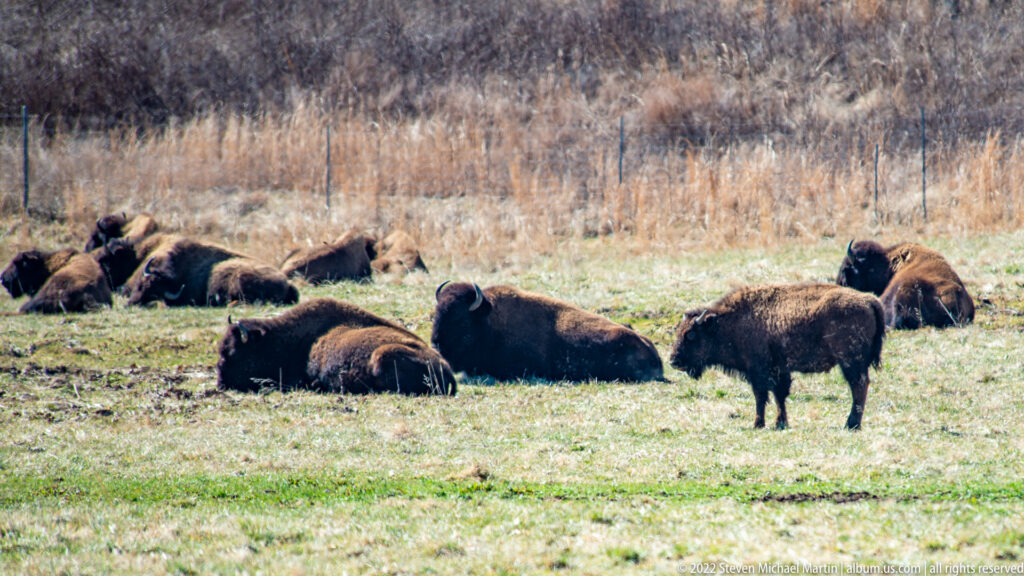 A bison herd rests across a wide grassy enclosure, with one animal standing at right.
