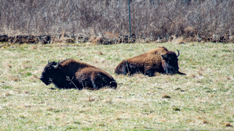 Two bison lie in short grass before a blurred fence and dry brush.