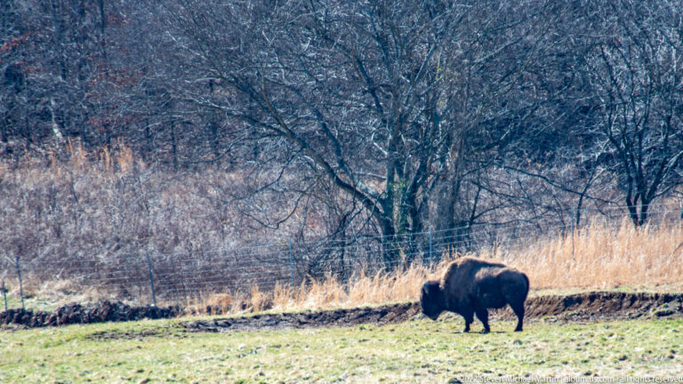 A single bison stands beside a low stone edge and tall grass near a fence.